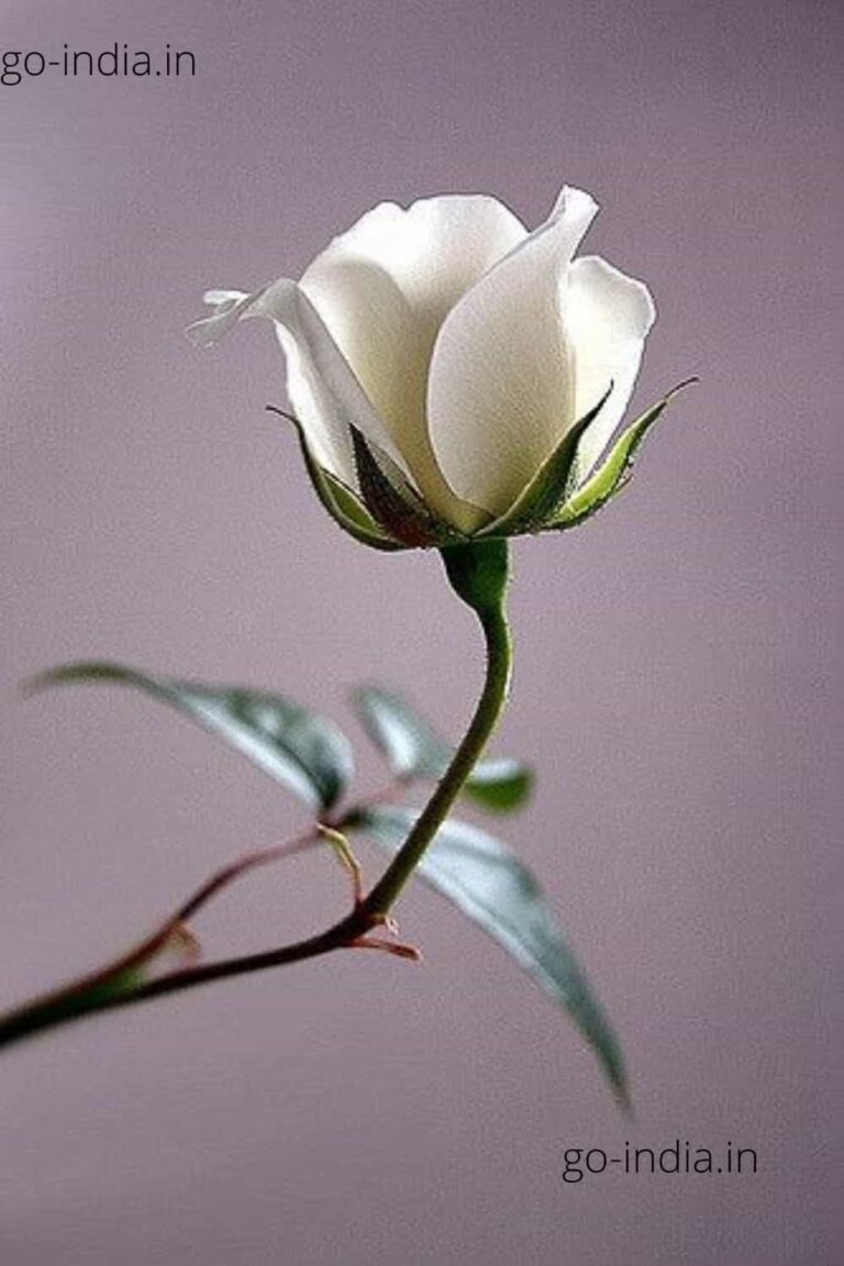 lovely white rose