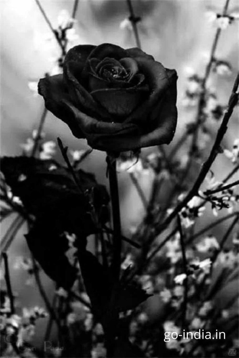 pic of black rose