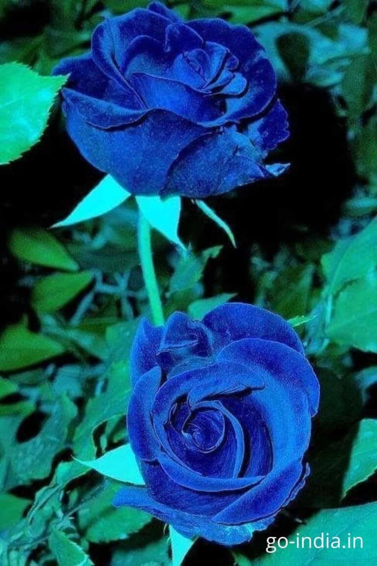 pic of blue rose