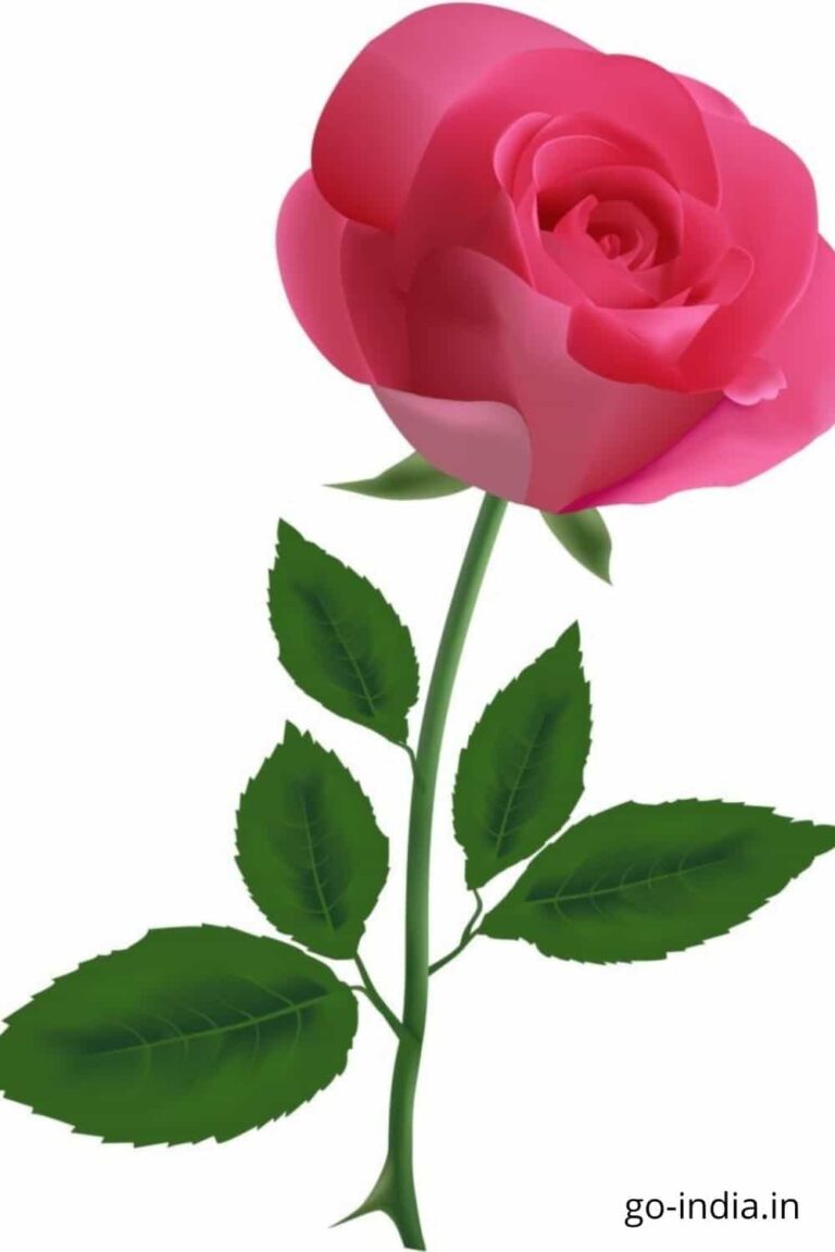 pic of pink rose in standing position