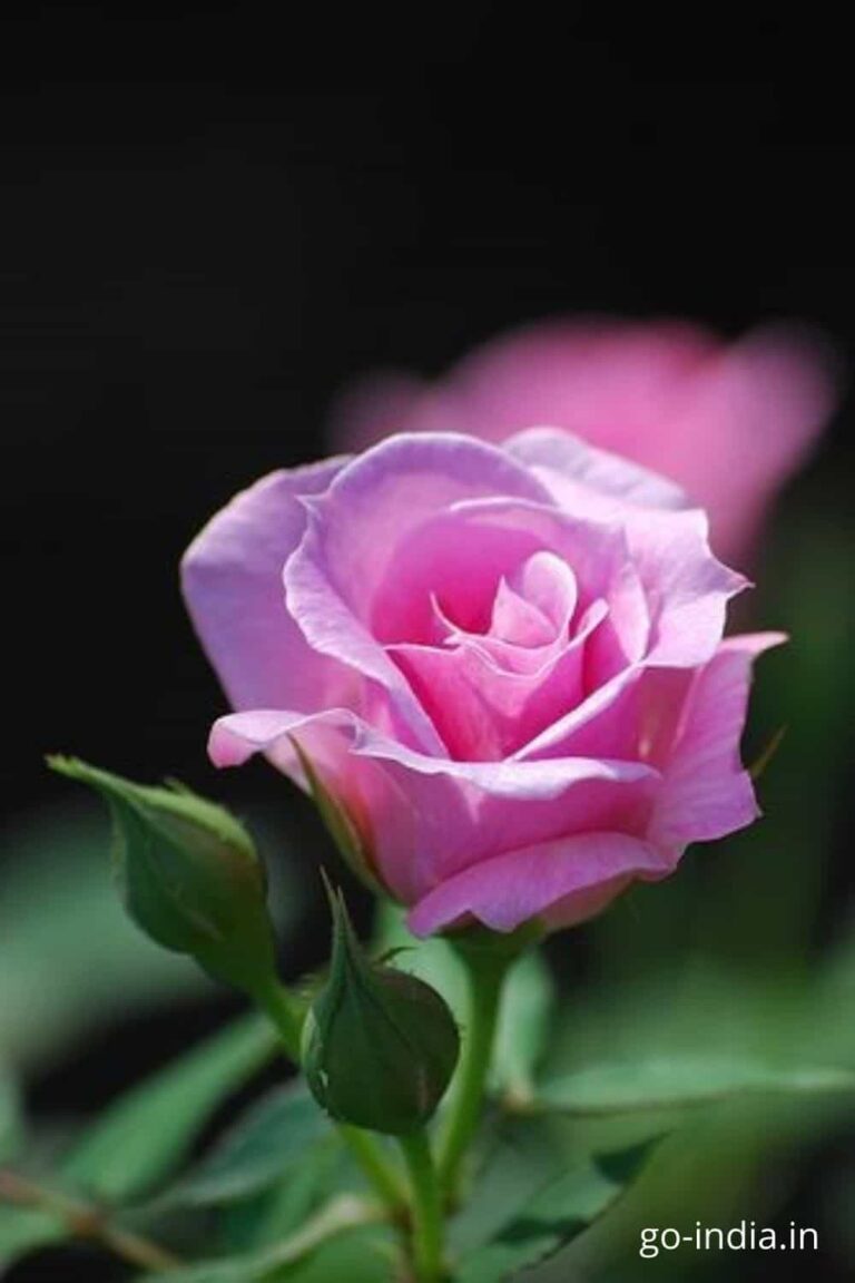 pics of pink roses