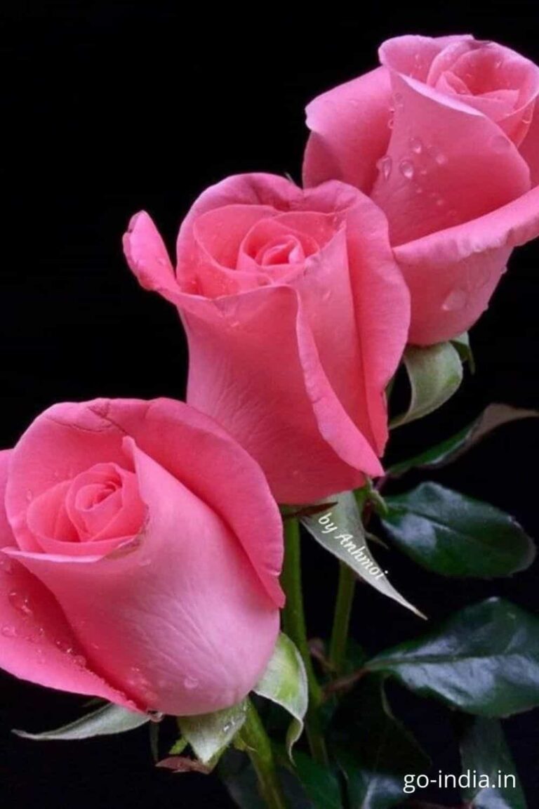 pink color rose