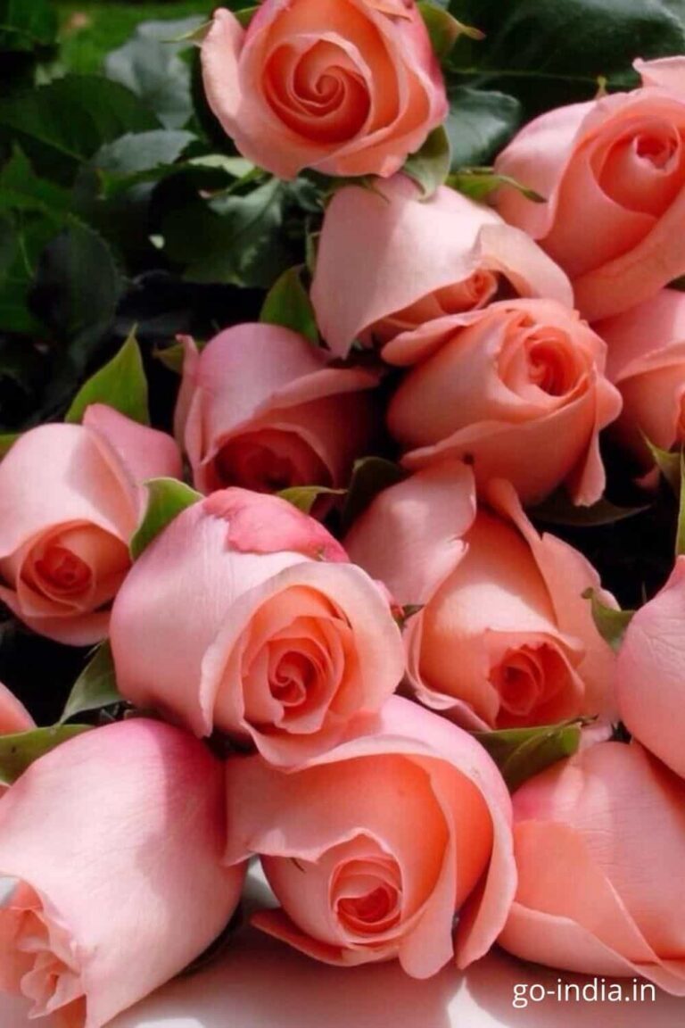 pink rose bouquet images
