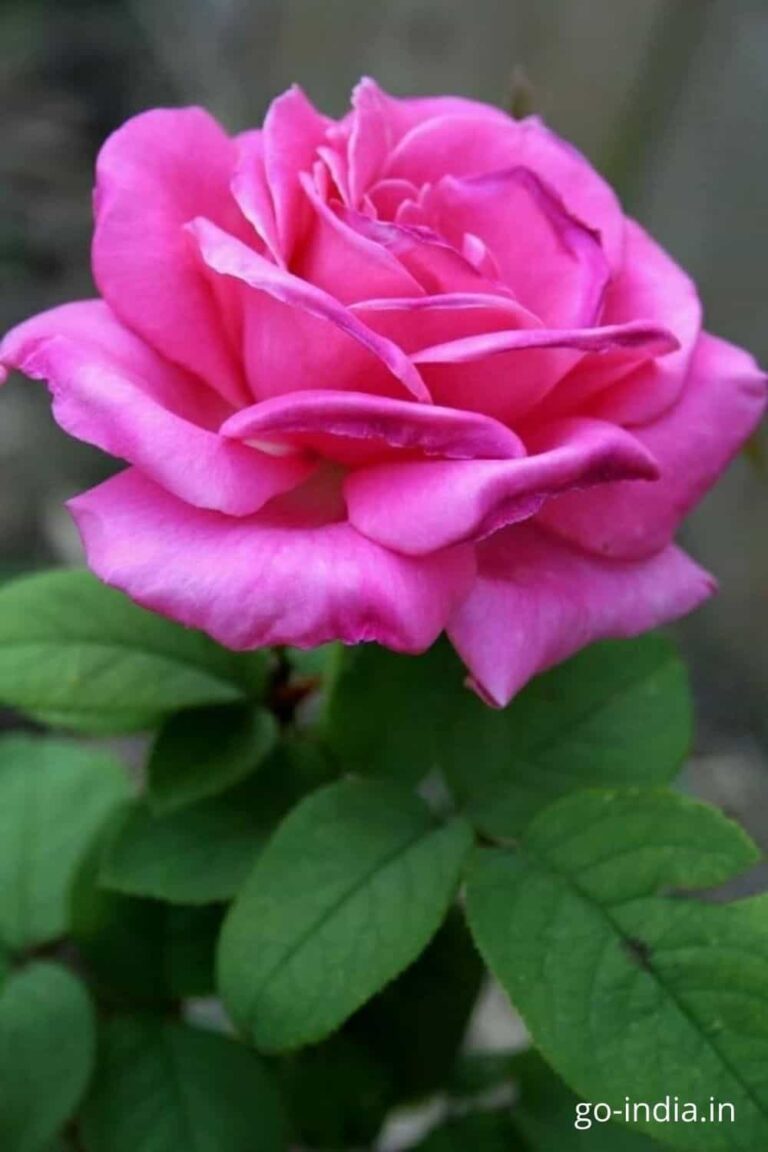 pink rose download