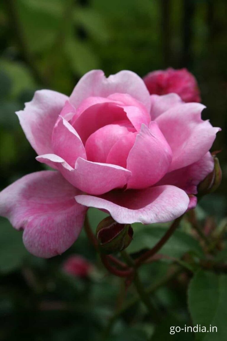 pink rose flowers photos