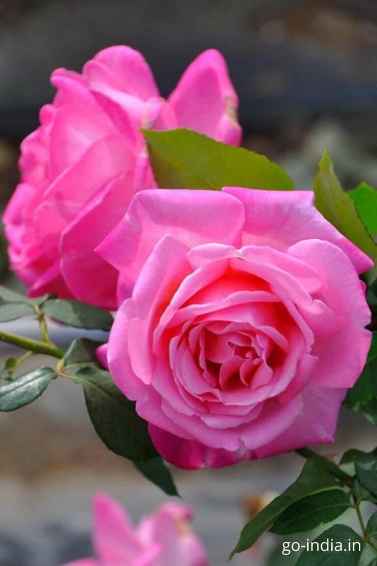 pink rose hd images