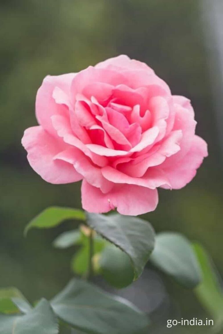 pink rose images