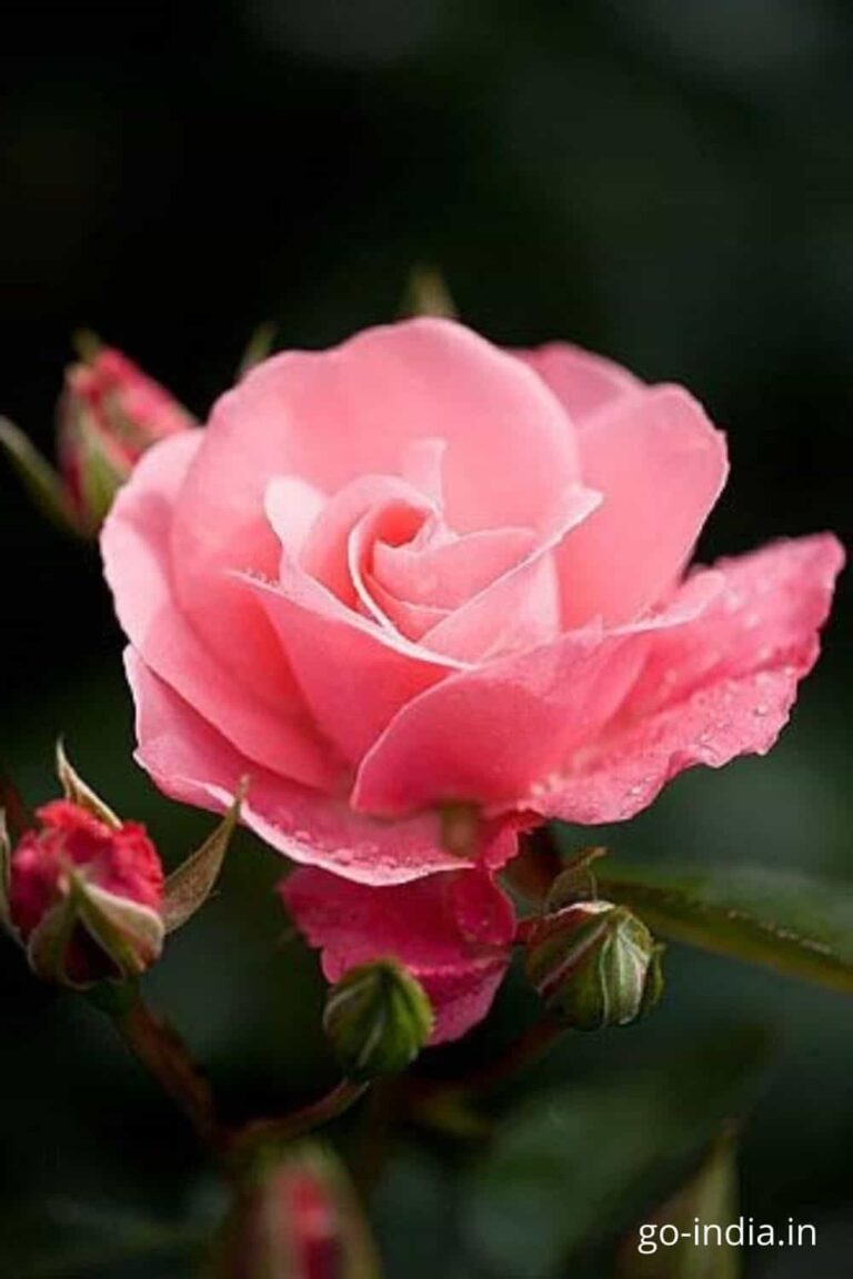 pink rose images hd