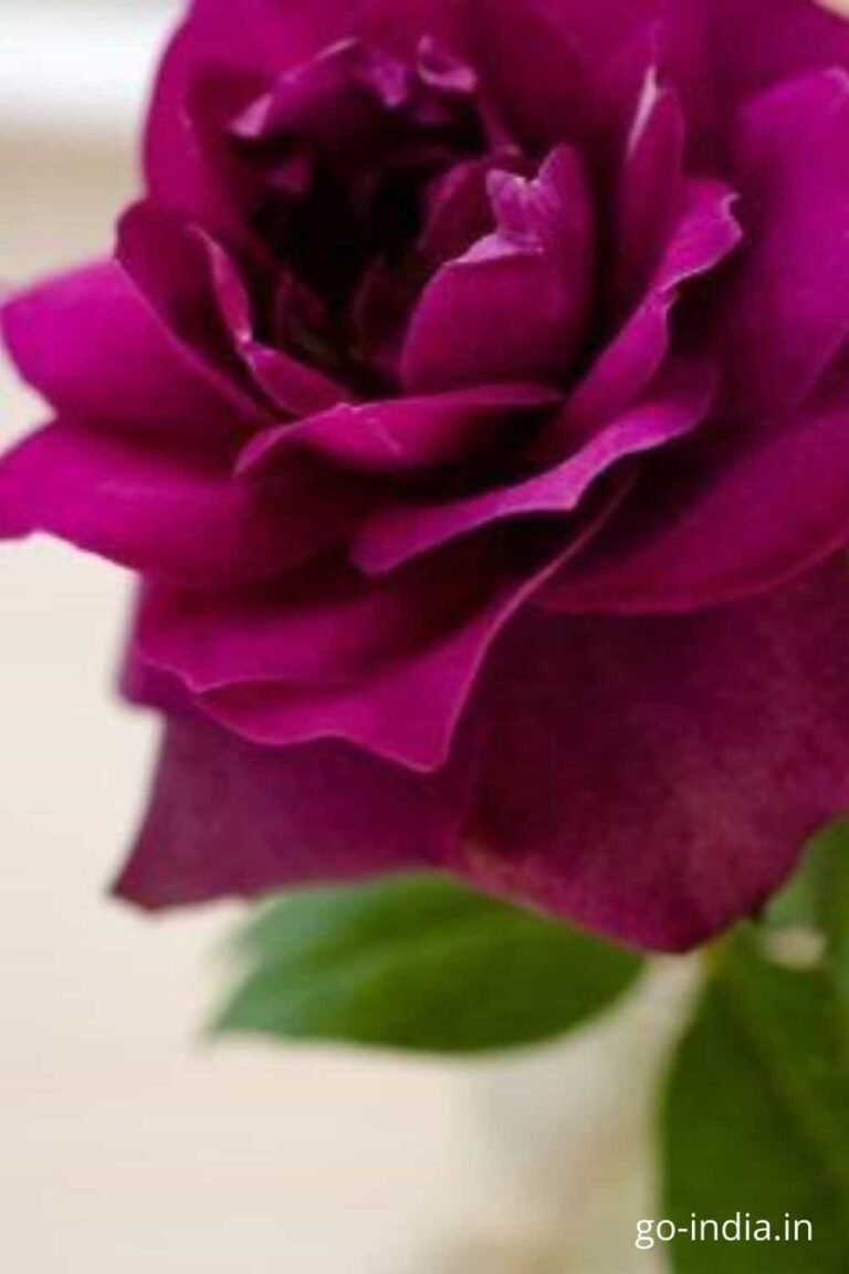 pink rose images to send to your best friend