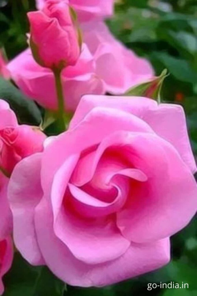 100+ Romantic Pink Rose Wallpaper, Images and Pics