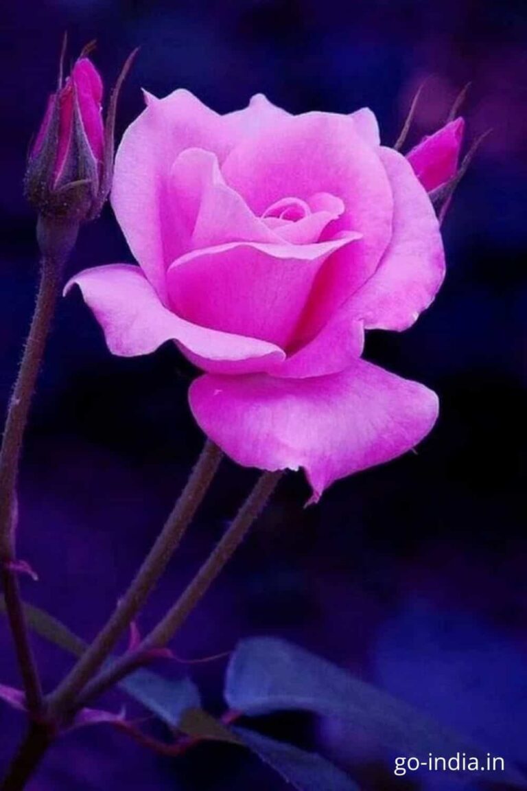 pink roses images wallpaper