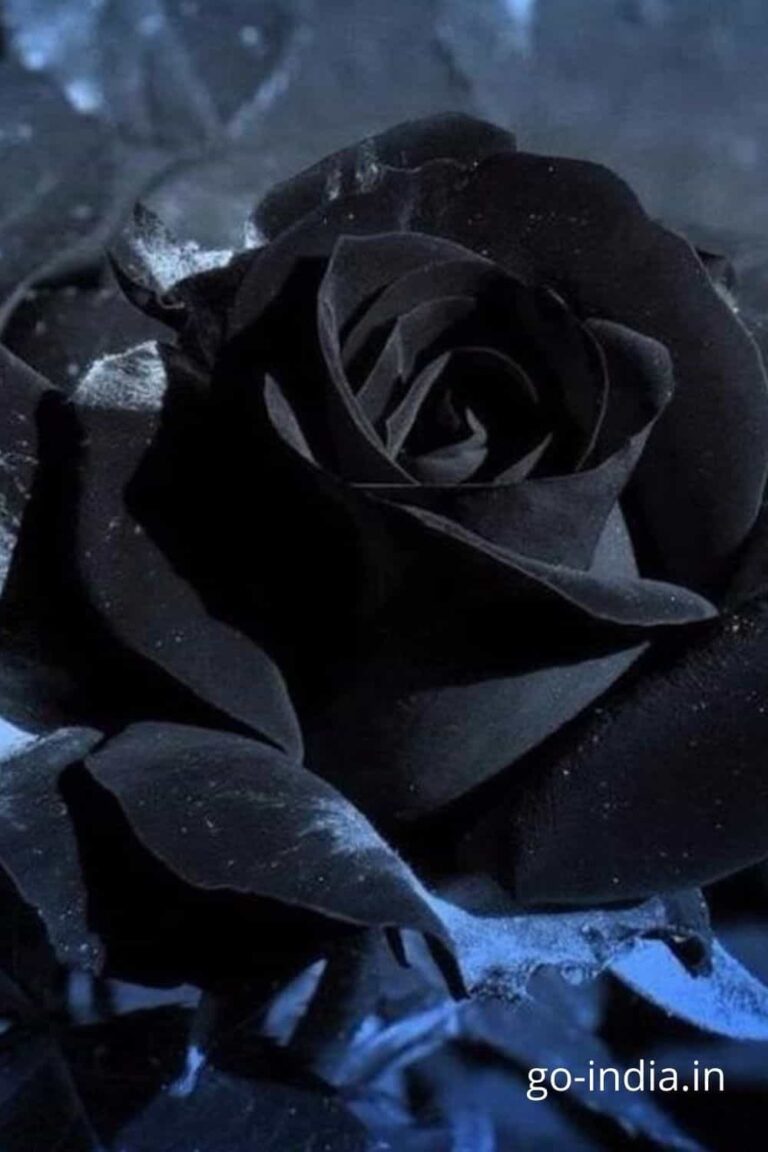 preety black rose