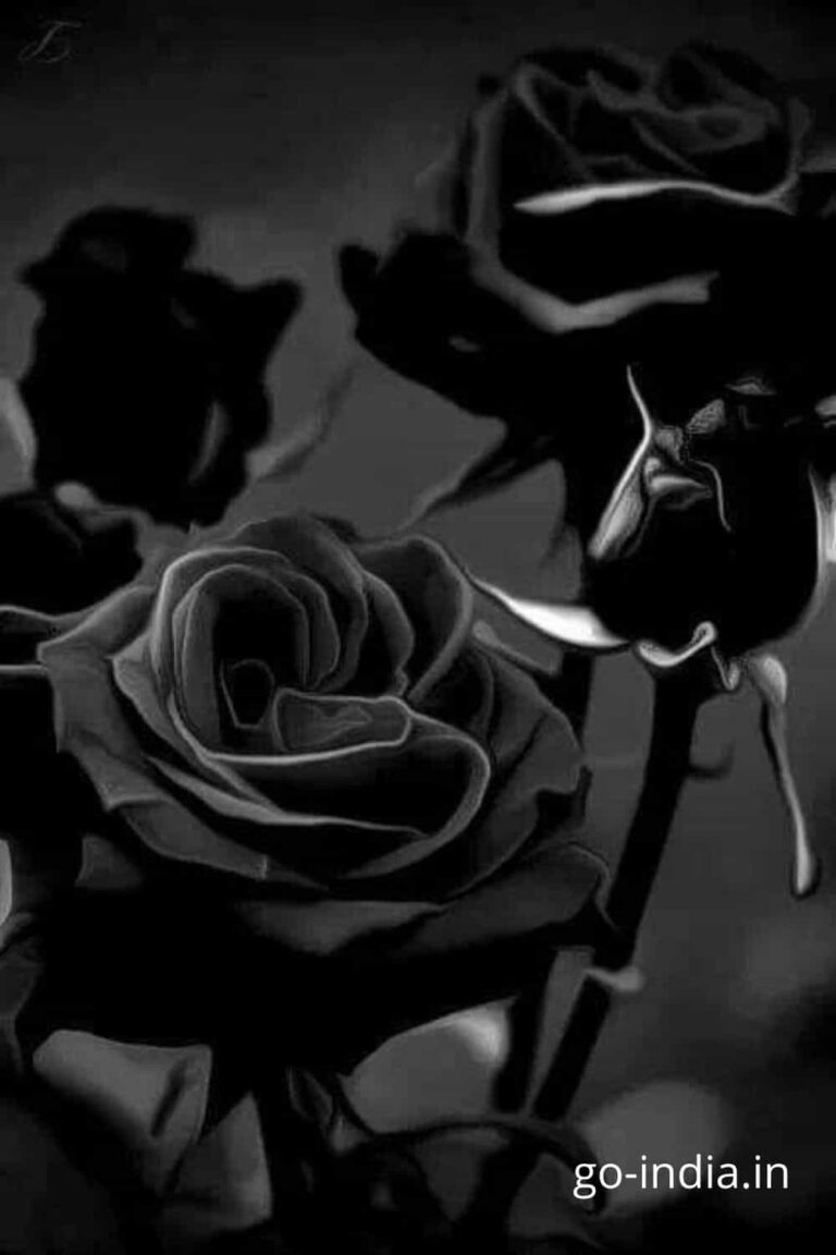 preety black rose free download