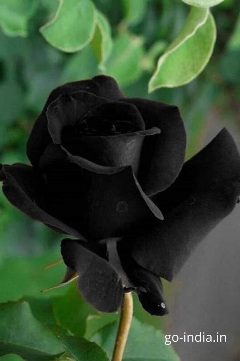 preety bouque of black rose