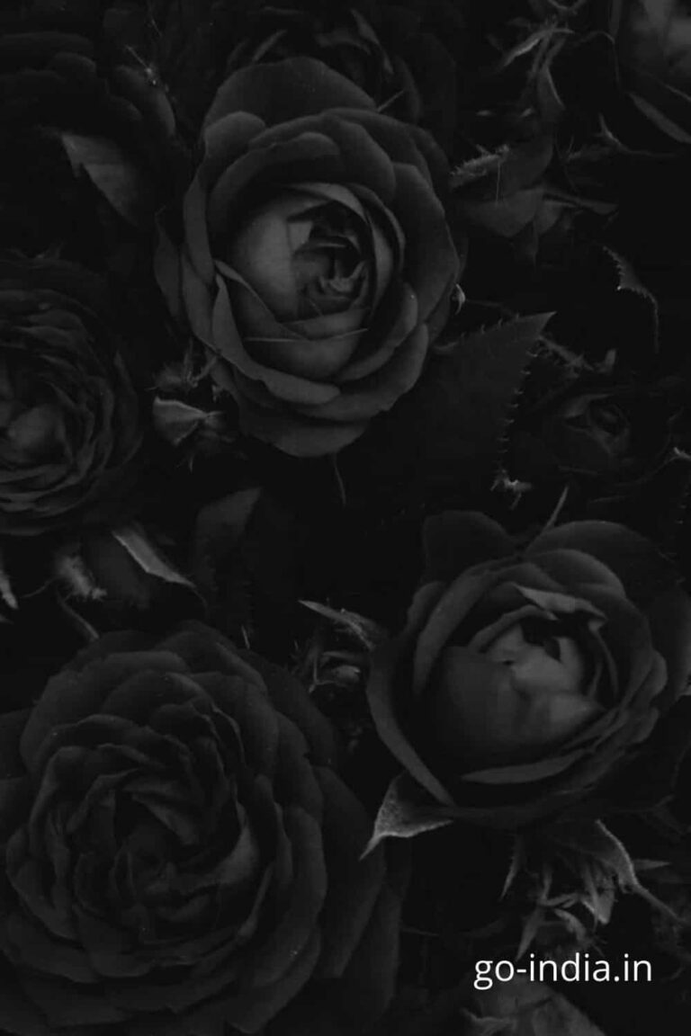 preety pic of black rose