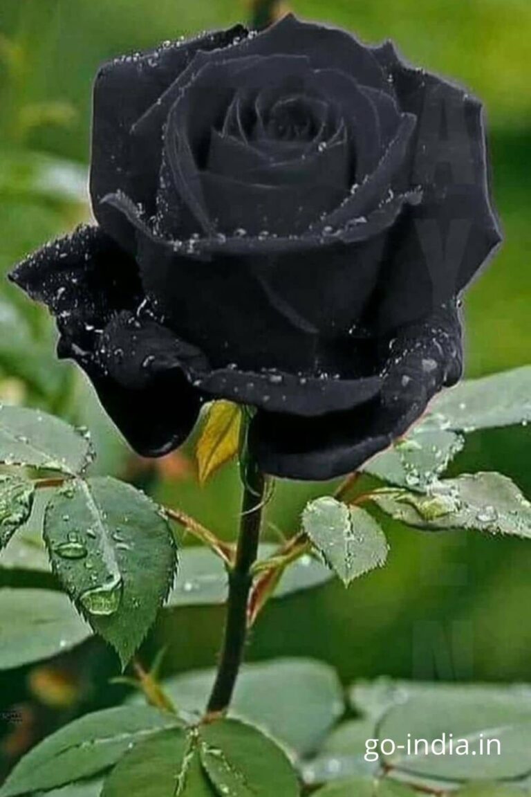 preety standing position black rose