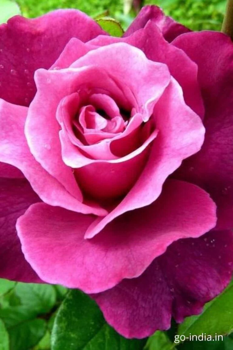roses pink