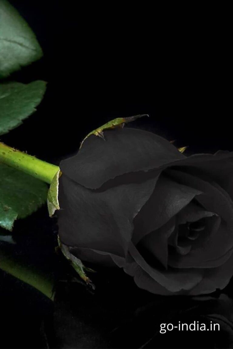 the black rose