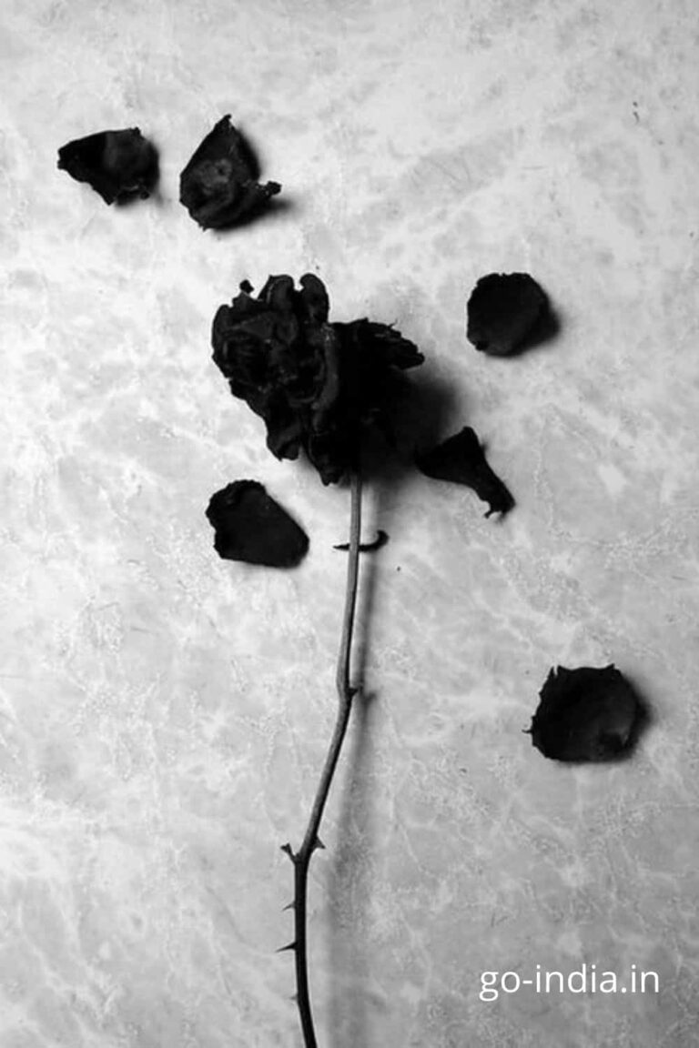 the died black rose