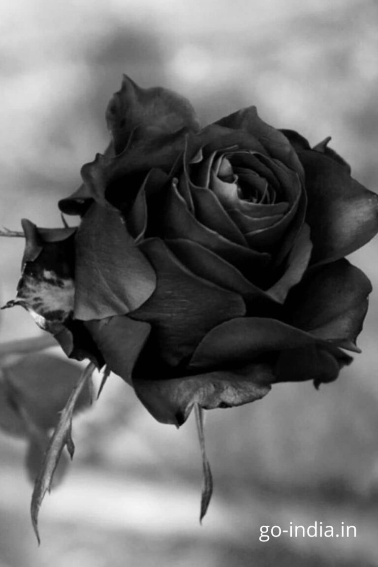 the dried black rose