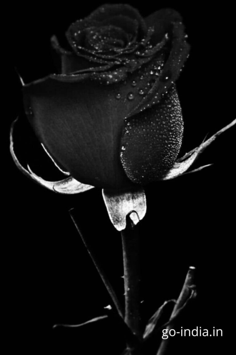 the preetiest black rose