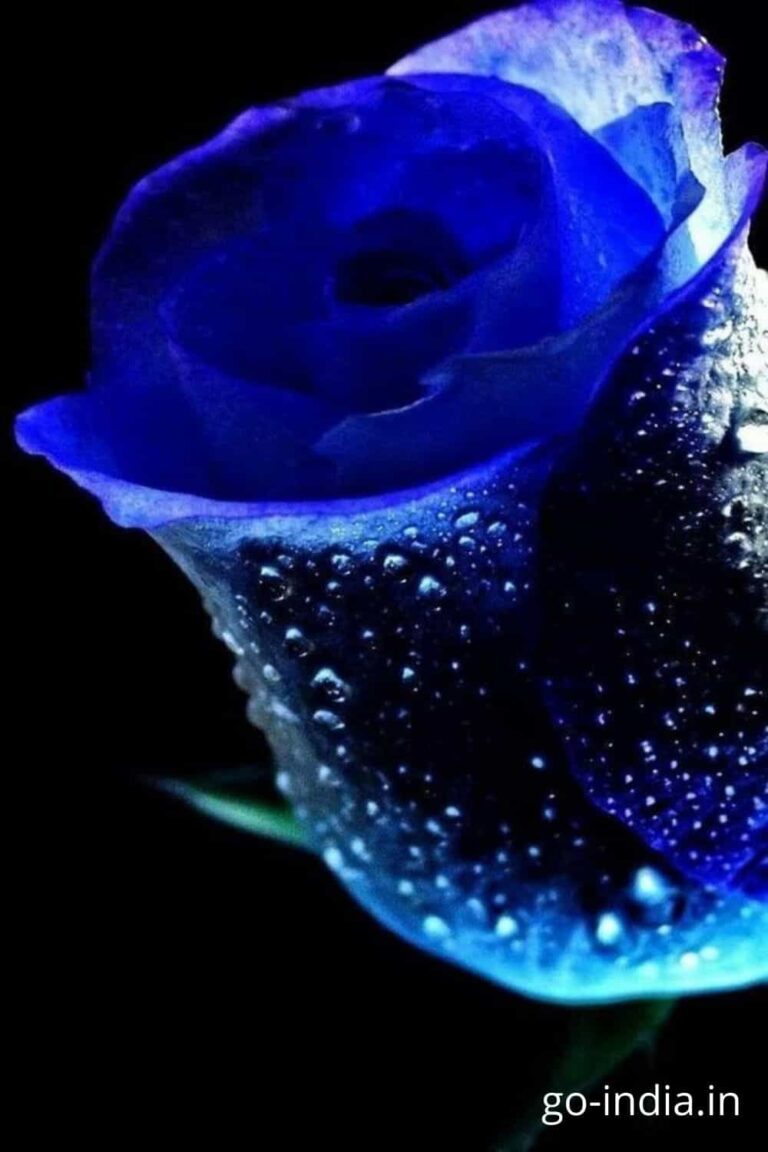 water blue rose images