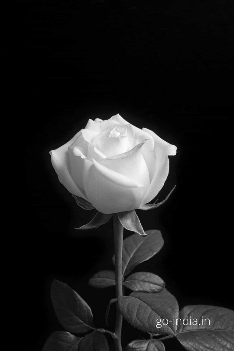 white rose with dark background