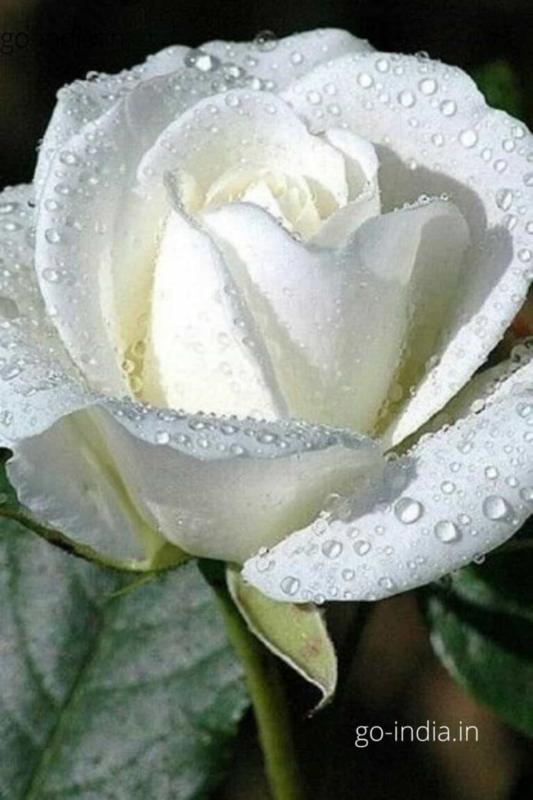 white rose with water droplets