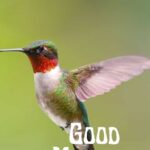 good morning birds HD images download