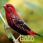 good morning birds images for whatsapp