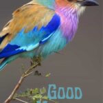 good morning birds pictures